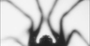 Nouveau single pour NOT SCIENTISTS : Caught in a web