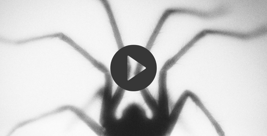 Not Scientists Caught in a web